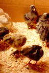 chicks 2 weeks