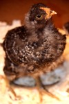 barred rock chick 3 weeks old