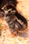 silver laced wyandotte chick day old