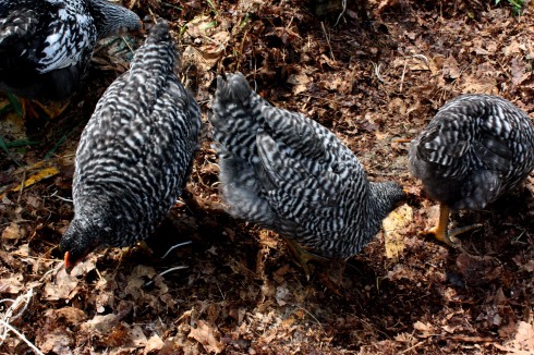 7 week old chickens "barred rock"