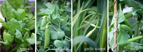 fava beans peas garlic scapes spinach kitchen garden