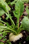 turnip, vegetable garden