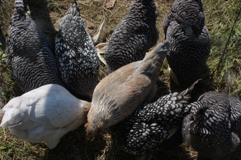 19 week old chickens, barred rocks, ameraucanas, silver laced wyandottes