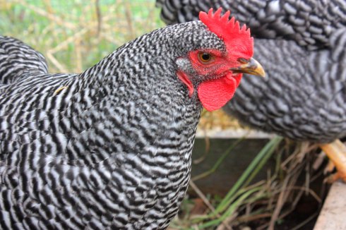 "point of lay" pullet barred rock chicken "about to lay" expecting "first egg"